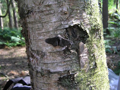 Peppered moth