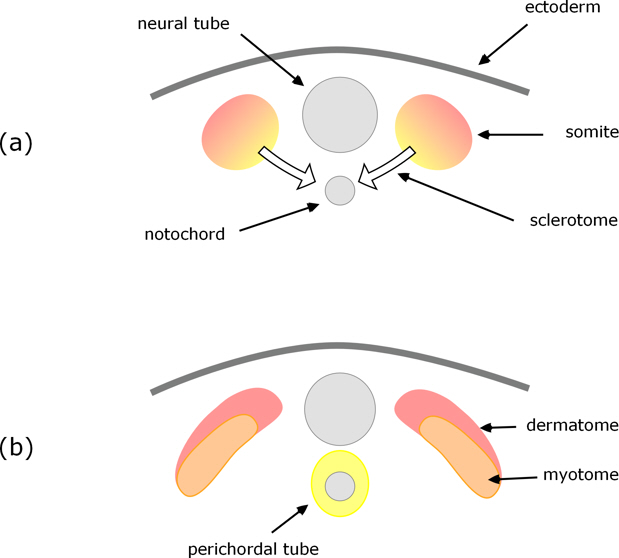 Vertebrae formation in tetrapods