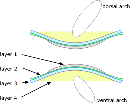 Vertebrae formation in teleosts