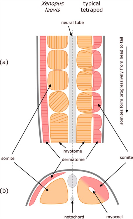 Somite formation in amphibians