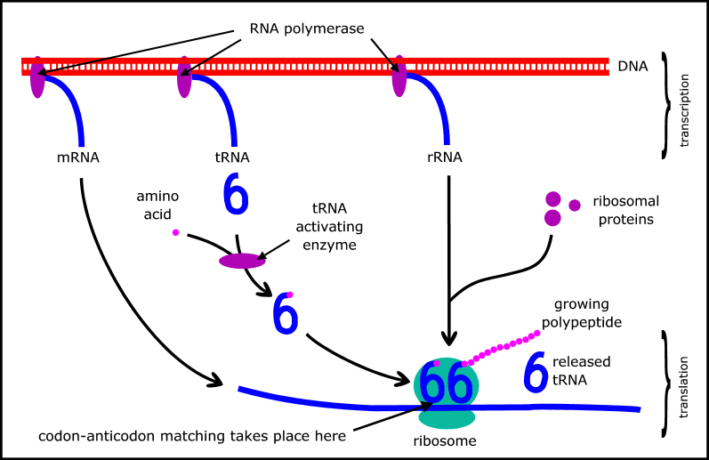 Protein biosynthesis