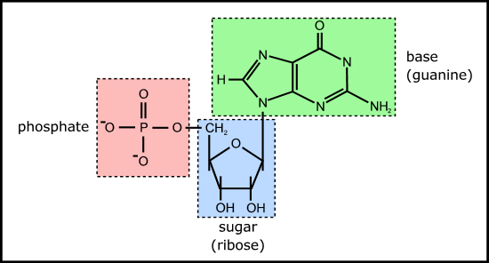 Ribonucleotide