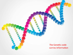 A schematic diagram of the double helix of DNA which carries information