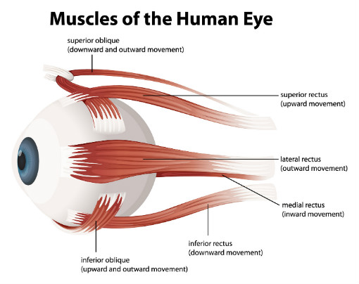 Muscles of the human eye