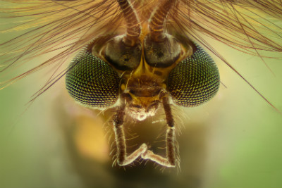 Mosquito head, Chironomus, front view