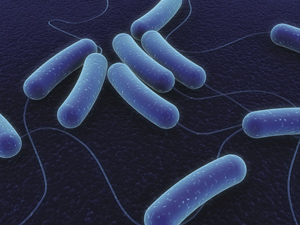 Coli bacteria