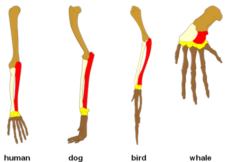 Forelimbs of human, dog, bird and whale