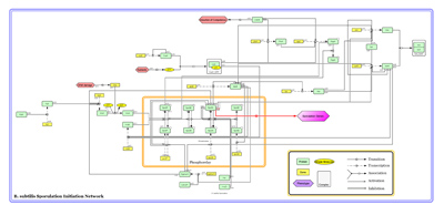 Gene regulatory network schematic