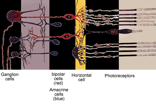 Включает несколько слоев нейронов. Нейроны сетчатки. Упрощенная схема расположения нейронов сетчатки. Биполярные Нейроны сетчатки глаза. Нервные клетки сетчатки лошади.