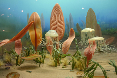 Life in the Ediacaran sea