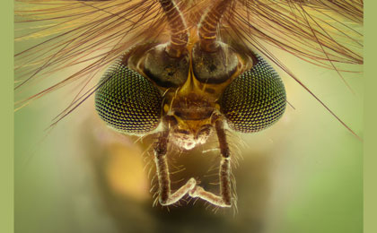 The compound eye of arthropods is a model for designing specialised digital cameras.