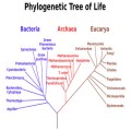 What is the difference between Microevolution and Macroevolution?