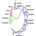 Is macroevolution just accumulated microevolution?