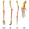 Homology - Evidence for or against evolution?