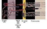 The Claim that the Retina of the Eye is Imperfectly Constructed